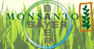 Bayer Monsanto logos cornfield
