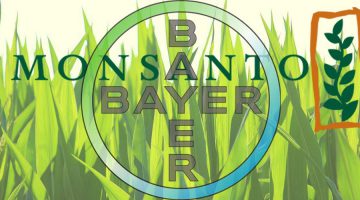 Bayer Monsanto logos cornfield