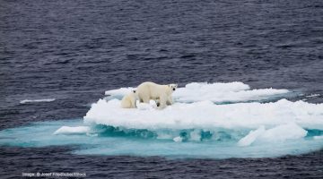 Polar bears on ice floe