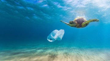 Sea turtle and plastic bag